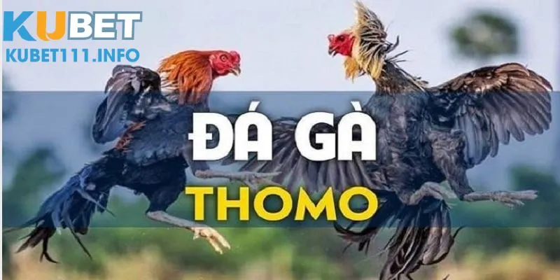 luật đá gà Thomo