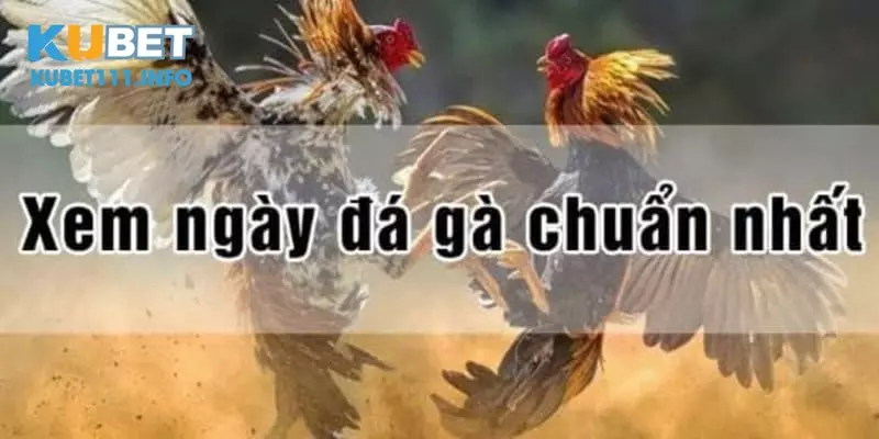 ngày tốt để đi đá gà